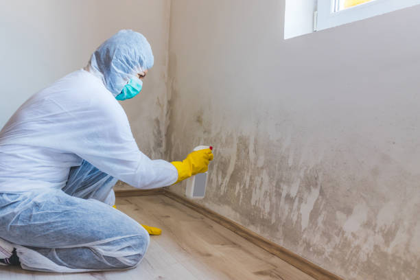 Licensed Mold Remediation service in Danville, KY - 24 Hour Mold Removal