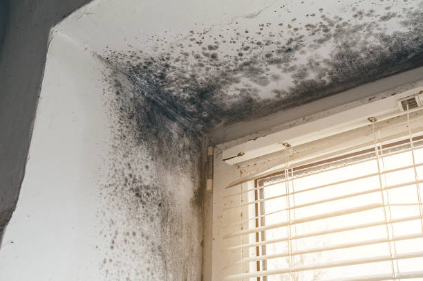 Affordable Mold Remediation solutions in Danville, KY